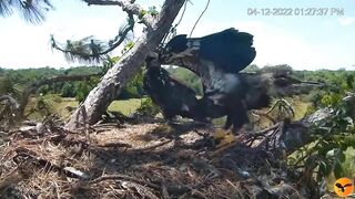 Eagle Country_Eaglets' noon activities - playing, stretching, wingersizing, etc. ????????12/04