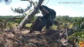 Eagle Country_Eaglets' noon activities - playing, stretching, wingersizing, etc. ????????12/04