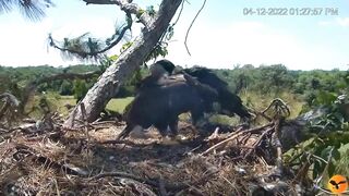 Eagle Country_Eaglets' noon activities - playing, stretching, wingersizing, etc. ????????12/04