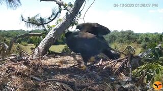 Eagle Country_Eaglets' noon activities - playing, stretching, wingersizing, etc. ????????12/04