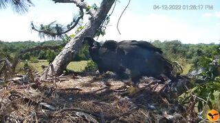 Eagle Country_Eaglets' noon activities - playing, stretching, wingersizing, etc. ????????12/04