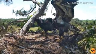 Eagle Country_Eaglets' noon activities - playing, stretching, wingersizing, etc. ????????12/04