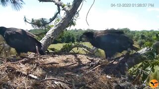 Eagle Country_Eaglets' noon activities - playing, stretching, wingersizing, etc. ????????12/04