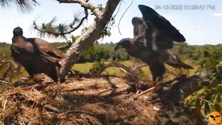 Eagle Country_Eaglets' noon activities - playing, stretching, wingersizing, etc. ????????12/04