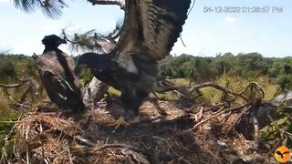 Eagle Country_Eaglets' noon activities - playing, stretching, wingersizing, etc. ????????12/04