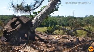 Eagle Country_Eaglets' noon activities - playing, stretching, wingersizing, etc. ????????12/04