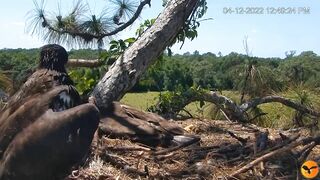 Eagle Country_Eaglets' noon activities - playing, stretching, wingersizing, etc. ????????12/04