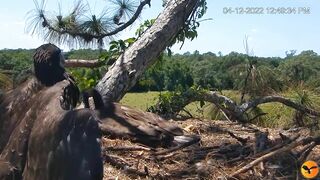 Eagle Country_Eaglets' noon activities - playing, stretching, wingersizing, etc. ????????12/04