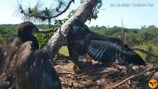 Eagle Country_Eaglets' noon activities - playing, stretching, wingersizing, etc. ????????12/04