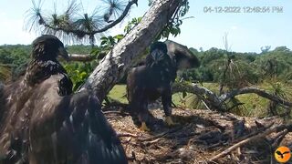 Eagle Country_Eaglets' noon activities - playing, stretching, wingersizing, etc. ????????12/04