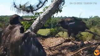 Eagle Country_Eaglets' noon activities - playing, stretching, wingersizing, etc. ????????12/04