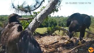 Eagle Country_Eaglets' noon activities - playing, stretching, wingersizing, etc. ????????12/04