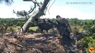 Eagle Country_Eaglets' noon activities - playing, stretching, wingersizing, etc. ????????12/04