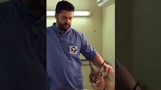 Caracal Hisses at Vet While Being Vaccinated