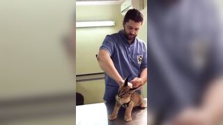 Caracal Hisses at Vet While Being Vaccinated