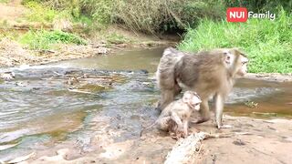 Nui and Poni went down to the stream to bathe with everyone | Nui Family