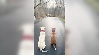 Two Dogs Waiting for the Boys to Come From School Patiently in the Street