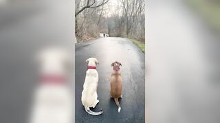 Two Dogs Waiting for the Boys to Come From School Patiently in the Street