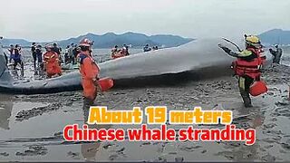 A 9-meter whale was stranded in the beach of Zhe jiang, China. It is being treated urgently.