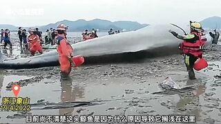 A 9-meter whale was stranded in the beach of Zhe jiang, China. It is being treated urgently.