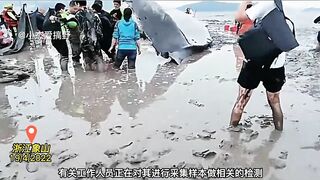 A 9-meter whale was stranded in the beach of Zhe jiang, China. It is being treated urgently.