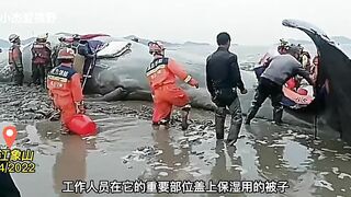 A 9-meter whale was stranded in the beach of Zhe jiang, China. It is being treated urgently.