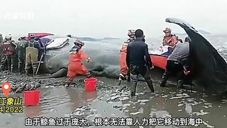 A 9-meter whale was stranded in the beach of Zhe jiang, China. It is being treated urgently.