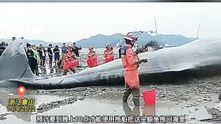 A 9-meter whale was stranded in the beach of Zhe jiang, China. It is being treated urgently.