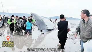 A 9-meter whale was stranded in the beach of Zhe jiang, China. It is being treated urgently.