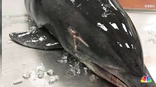 Dolphin Found Dead On FL Beach Stabbed With 'Spear-Like' Object, investigators Say