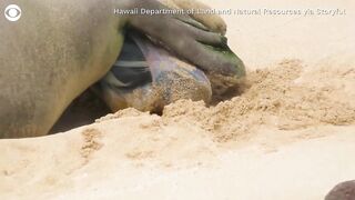 Birth of monk seal pup caught on camera at Hawaii beach