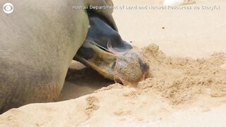 Birth of monk seal pup caught on camera at Hawaii beach