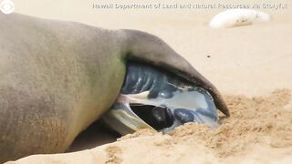 Birth of monk seal pup caught on camera at Hawaii beach