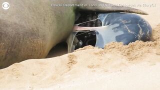 Birth of monk seal pup caught on camera at Hawaii beach