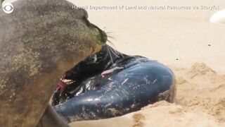 Birth of monk seal pup caught on camera at Hawaii beach