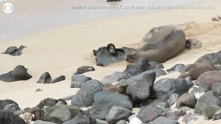 Birth of monk seal pup caught on camera at Hawaii beach