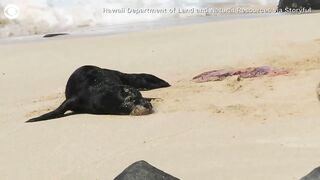 Birth of monk seal pup caught on camera at Hawaii beach