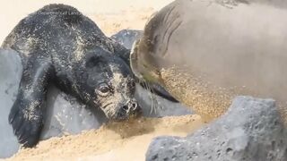 Caught on Camera: Endangered Seal Born on Beach