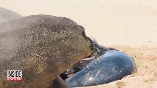 Caught on Camera: Endangered Seal Born on Beach