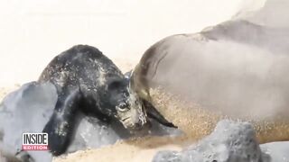 Caught on Camera: Endangered Seal Born on Beach