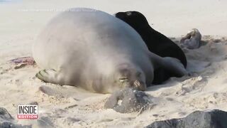 Caught on Camera: Endangered Seal Born on Beach