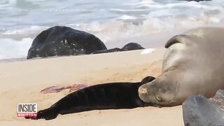 Caught on Camera: Endangered Seal Born on Beach