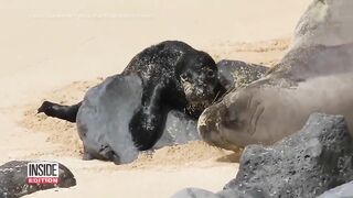 Caught on Camera: Endangered Seal Born on Beach