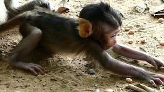 Adie Stretching Body Long  Reaching The Peanut On Ground, Hungry Baby