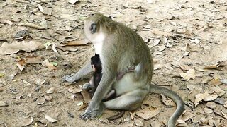 Adie Stretching Body Long  Reaching The Peanut On Ground, Hungry Baby