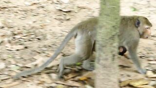 Adie Stretching Body Long  Reaching The Peanut On Ground, Hungry Baby