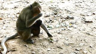 Adie Stretching Body Long  Reaching The Peanut On Ground, Hungry Baby