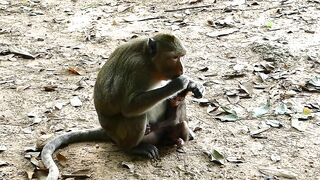 Adie Stretching Body Long  Reaching The Peanut On Ground, Hungry Baby