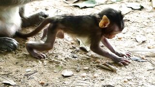 Adie Stretching Body Long  Reaching The Peanut On Ground, Hungry Baby