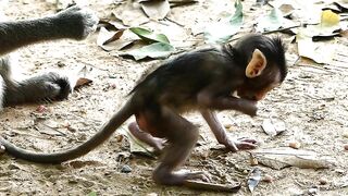 Adie Stretching Body Long  Reaching The Peanut On Ground, Hungry Baby